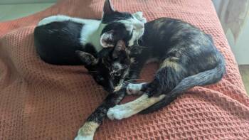 Patty -  Domestic Short Hair Cat for Adoption in Lunenburg, Massachusetts - Patty | PetCurious