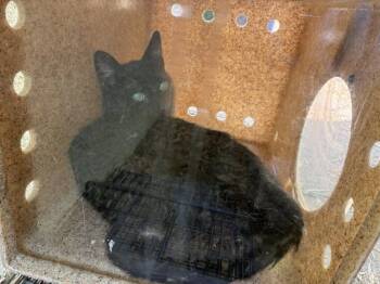 CHESTNUT 3 -  Domestic Short Hair Cat for Adoption in Rancho Cucamonga, California - CHESTNUT 3 | PetCurious