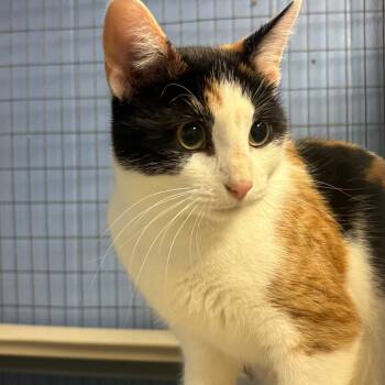 Joni -  American Shorthair Cat for Adoption in Tipton, Iowa - Joni | PetCurious
