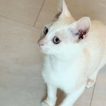 Domestic Short Hair Cats Available for Adoption - JayJay | PetCurious