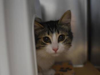 Timone -  Domestic Short Hair Cat for Adoption in Portland, Oregon - Timone | PetCurious