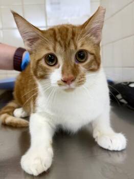 Domestic Short Hair Cats Available for Adoption in San Antonio, Texas - Marmalade | PetCurious