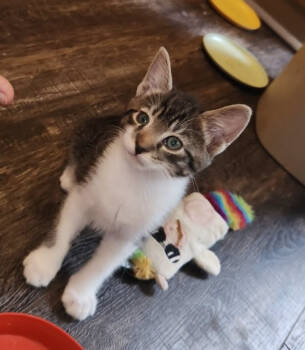 Rescue Domestic Short Hair Cats for Adoption in Parkville, Maryland - Backpack | PetCurious