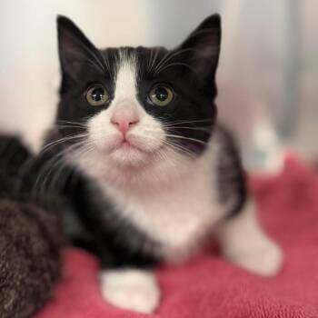 Domestic Short Hair Cats Available for Adoption - Miney Moe | PetCurious