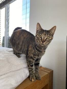 Rescue Domestic Short Hair Cats for Adoption in Cumberland, Maine - Kiri | PetCurious