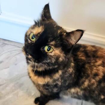 Domestic Short Hair Cats Available for Adoption in Brighton, Missouri - Tia | PetCurious