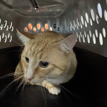 Marcus -  Domestic Short Hair Cat for Adoption in Des Moines, Iowa - Marcus | PetCurious
