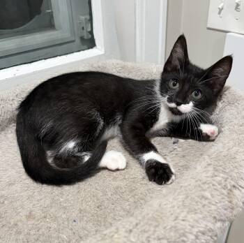 Bernadette -  Domestic Short Hair Cat for Adoption in East Amherst, New York - Bernadette | PetCurious