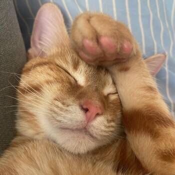 Ziggy 1 -  Domestic Short Hair Cat for Adoption in Austin, Texas - Ziggy 1 | PetCurious