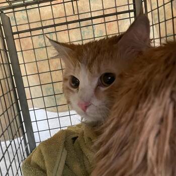 Domestic Long Hair Cats Available for Adoption - Linus | PetCurious