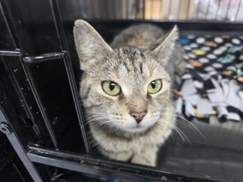 FAITH -  Domestic Short Hair Cat for Adoption in Southbury, Connecticut - FAITH | PetCurious