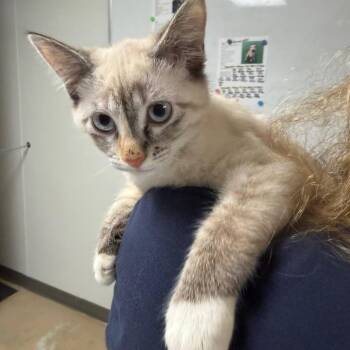 Cricket -  Domestic Short Hair Cat for Adoption in Canton, Illinois - Cricket | PetCurious
