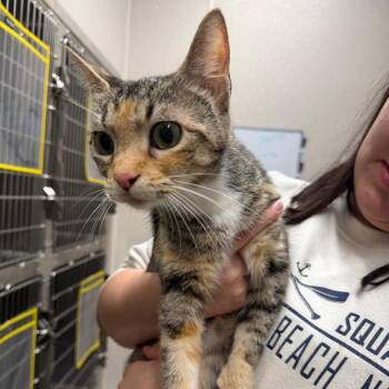Queen Clawdia -  Domestic Short Hair Cat for Adoption in Morganton, North Carolina - Queen Clawdia | PetCurious