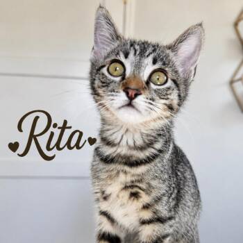 Rita -  Domestic Short Hair Cat for Adoption in Los Angeles, California - Rita | PetCurious
