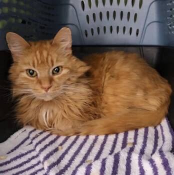 Domestic Medium Hair Cats Available for Adoption - Taurus | PetCurious