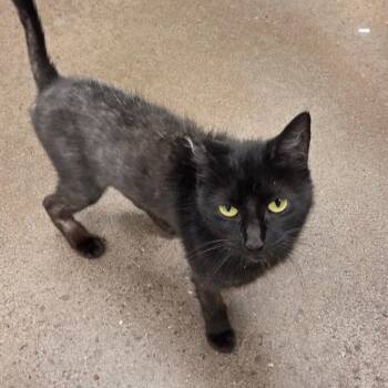 Sunday -  Domestic Short Hair Cat for Adoption in Chattanooga, Tennessee - Sunday | PetCurious