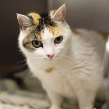 Domestic Medium Hair Cats Available for Adoption in Atlanta, Georgia - Kitty Kitty | PetCurious