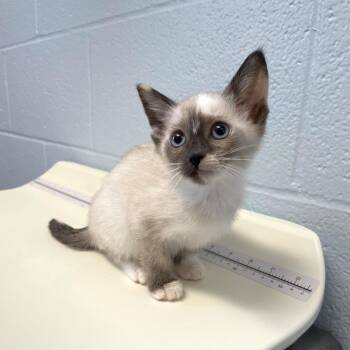 Bird Feeder -  Domestic Short Hair Cat for Adoption in Carencro, Louisiana - Bird Feeder | PetCurious
