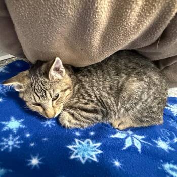 Bentley -  Domestic Short Hair Cat for Adoption in Carroll, Iowa - Bentley | PetCurious