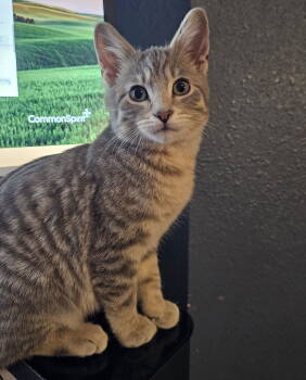 Rescue Domestic Short Hair Cats for Adoption - Dusty | PetCurious