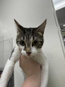 Domestic Short Hair Cats Available for Adoption - Hottie | PetCurious