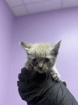 61268643 -  Domestic Short Hair Cat for Adoption in El Paso, Texas - 61268643 | PetCurious