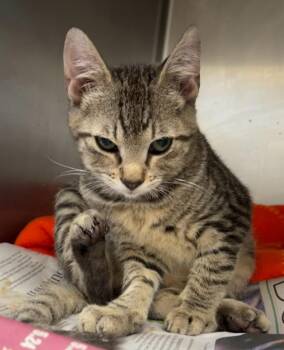 Milo / Otis -  Domestic Short Hair Cat for Adoption in Richland Hills, Texas - Milo / Otis | PetCurious