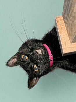 Spidy -  Domestic Short Hair Cat for Adoption in Fort Myers, Florida - Spidy | PetCurious