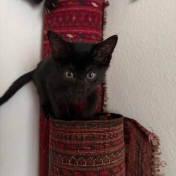 Mooshi -  Domestic Short Hair Cat for Adoption in Spokane, Washington - Mooshi | PetCurious