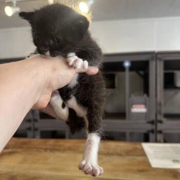 Soka -  Domestic Short Hair Cat for Adoption in Newberg, Oregon - Soka | PetCurious