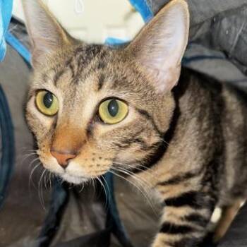 Tabby and Domestic Short Hair Cats Available for Adoption in Liverpool, Texas - Eleanor | PetCurious