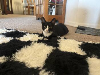 Minnie -  Domestic Short Hair Cat Available for Adoption in Alafaya, Florida - Minnie | PetCurious