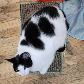 Prepared Loaf -  Domestic Short Hair Cat for Adoption in Baltimore, Maryland - Prepared Loaf | PetCurious