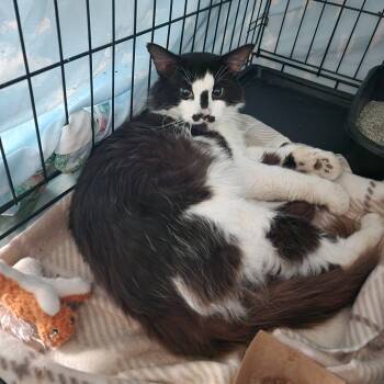 Rescue Domestic Long Hair Cats for Adoption in Monroe, Michigan - Phantom | PetCurious