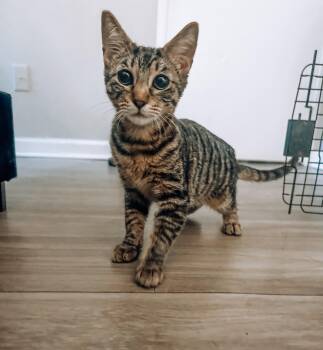 Rescue Domestic Short Hair Cats for Adoption in Yukon, Oklahoma - Kiro | PetCurious