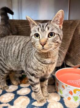 Torpedo -  Domestic Short Hair Cat for Adoption in Detroit, Michigan - Torpedo | PetCurious