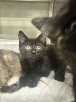 Blink 182 -  Domestic Short Hair Cat for Adoption in Stratham, New Hampshire - Blink 182 | PetCurious