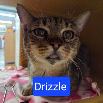 Drizzle -  Domestic Short Hair Cat for Adoption in Buffalo, New York - Drizzle | PetCurious