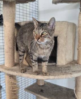 Rescue Domestic Short Hair Cats for Adoption in Metropolis, Illinois - Icarus | PetCurious