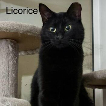 Domestic Short Hair Cats Available for Adoption - Licorice | PetCurious