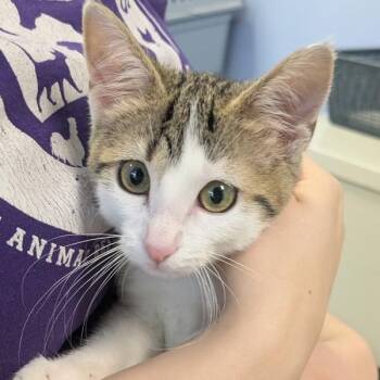 Ozzie -  Domestic Short Hair Cat for Adoption in Des Moines, Iowa - Ozzie | PetCurious