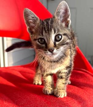Tabby Cats Available for Adoption in Ypsilanti, Michigan - Marty  (Feline Leuk Positive) | PetCurious