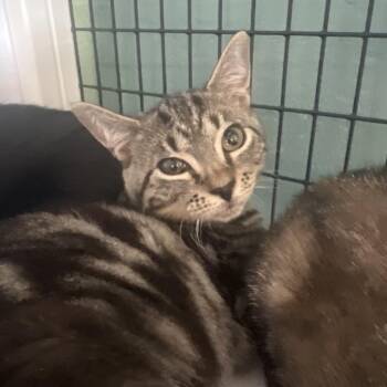 Ajax -  Domestic Short Hair Cat for Adoption in Sarasota, Florida - Ajax | PetCurious