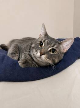Alvin — Sweet Little Disney Face -  Domestic Short Hair Cat for Adoption in Bloomfield, New Jersey - Alvin — Sweet Little Disney Face | PetCurious