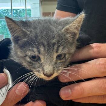 Rescue -  Domestic Short Hair Cat for Adoption in Winston-salem, North Carolina - Rescue | PetCurious