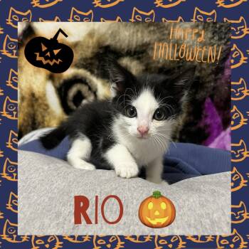 Rescue Domestic Short Hair Cats for Adoption in Reisterstown, Maryland - Rio | PetCurious