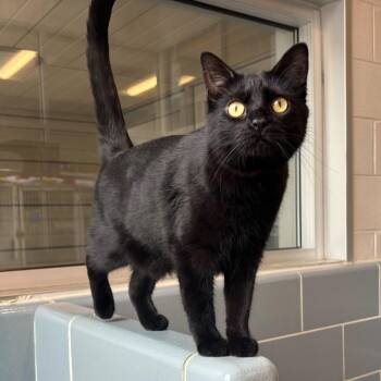 Domestic Short Hair Cats Available for Adoption in Matteson, Illinois - Sally | PetCurious