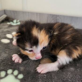 Domestic Short Hair Cats Available for Adoption in Kanab, Utah - Mesa | PetCurious