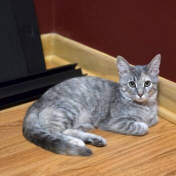 Kumquat -  Domestic Medium Hair Cat for Adoption in Lincoln, Nebraska - Kumquat | PetCurious