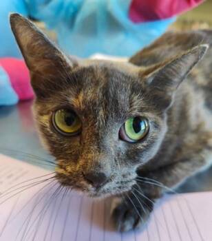 Orla (O8) -  Domestic Short Hair Cat for Adoption in Lafayette, Indiana - Orla (O8) | PetCurious